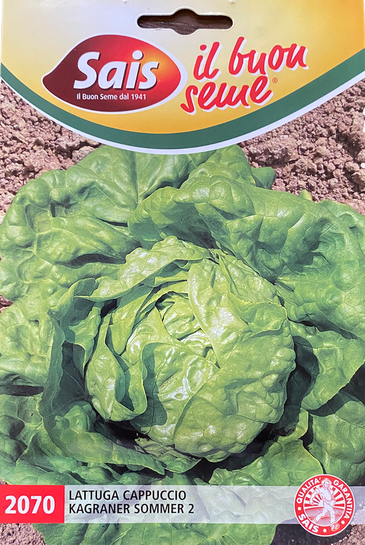 Lettuce Kagraner Sommer 2 - (79-2070)