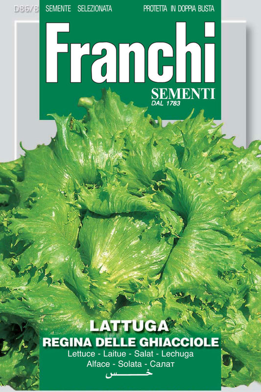 Lettuce Regina dei Ghiacci