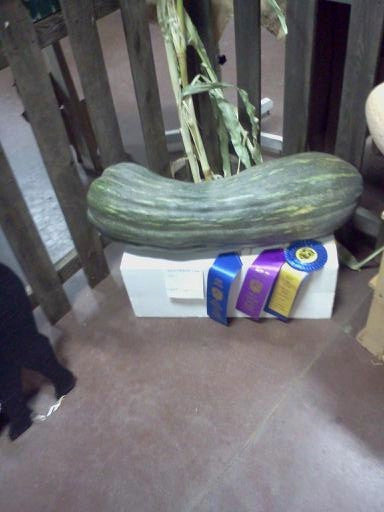 Marti Snyder grew this Best in Show Prizewinner.  43 pounds!