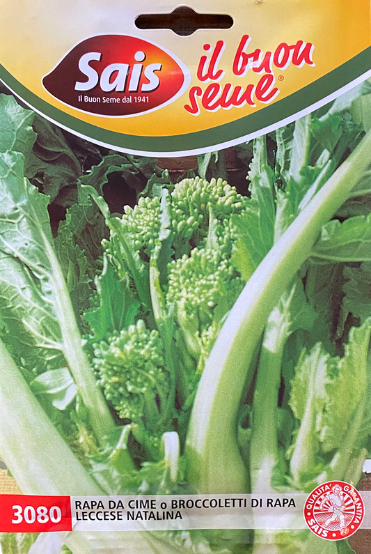 Cima di Rapa Leccese Natalina (41-3080)