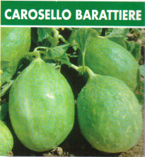 Cucumber Melon Tondo Barattiere (37-52)