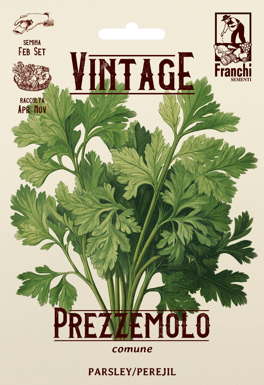 Vintage Parsley Common Flat Leaf