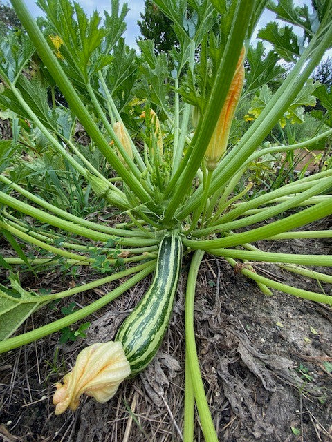 Striato d'Italia in the Seeds from Italy trial garden, 2021.