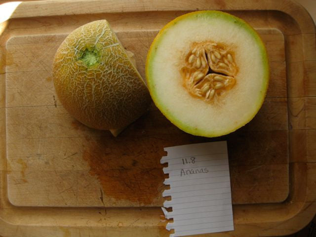 An Ananas melon grown by Holly Dumont.  Brix of 11.8.  Very sweet.