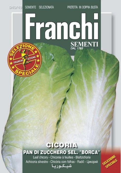 Chicory Cicoria pan di Zucchero Selezione Borca (40-49)