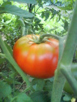 Tomato Pantano (106-64)