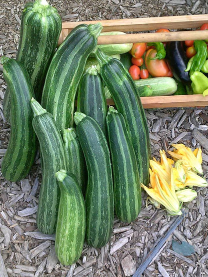 Beautiful Striato Zucchini grown by Gregory K.