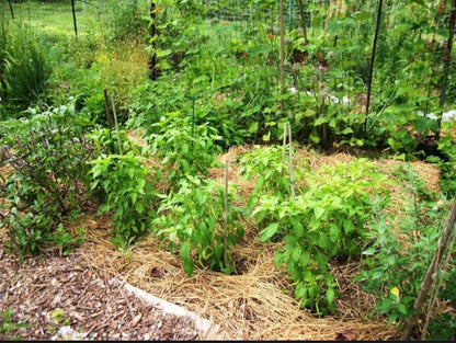 Sylvie's Lombardo peppers.