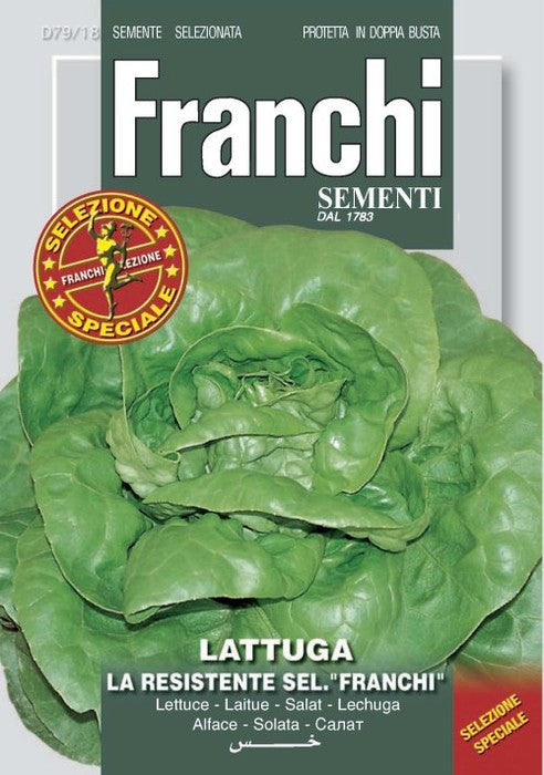 Lettuce Resistente Franchi (79-18)