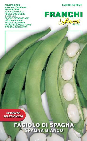 Bean Spagna Bianco (55-6ME)