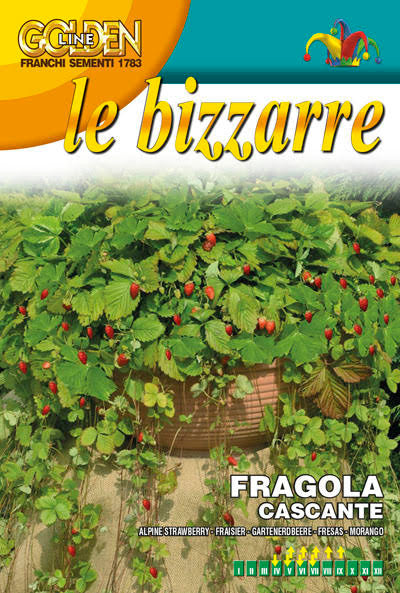 Strawberry Fragola Cascante Attila (63-4)