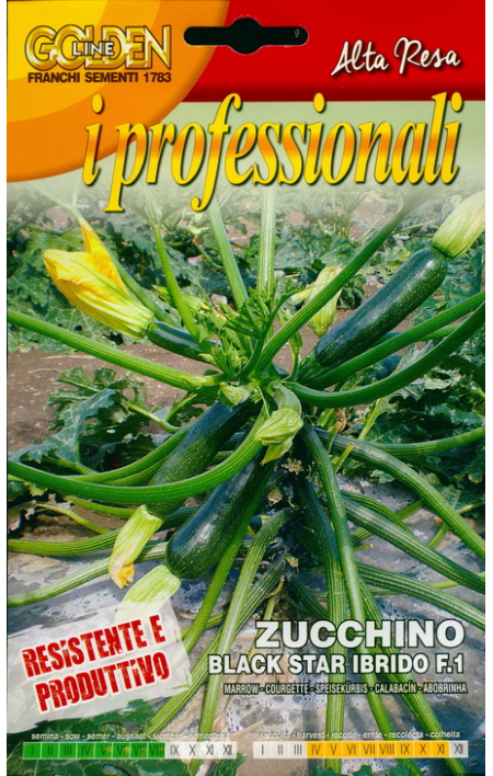 Zucchini Black Star Ibrido F1 (146-59)