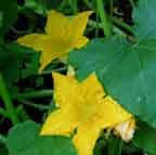 Zucchino da Fiore / San Pasquale - Edible Flower (146-57)